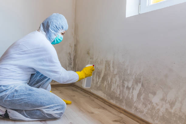 Licensed Mold Cleanup service in Peabody, MA - WQB Mold Removal
